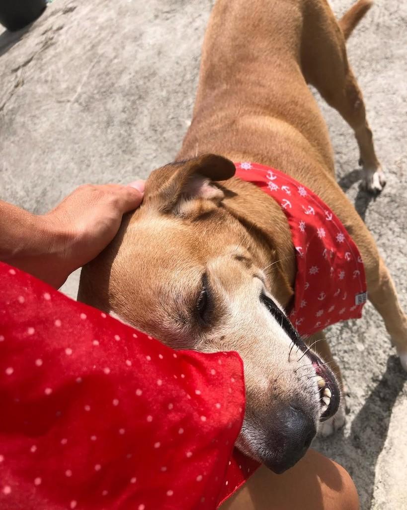 Hugo, cachorro de porte médio para adoção em Boracéia - SP