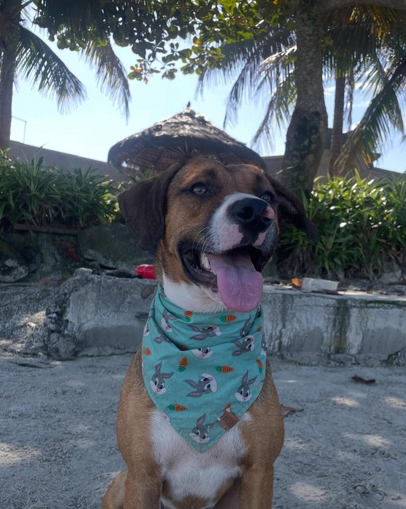 Afonso, cachorro de porte pequeno para adoção em Boracéia - SP