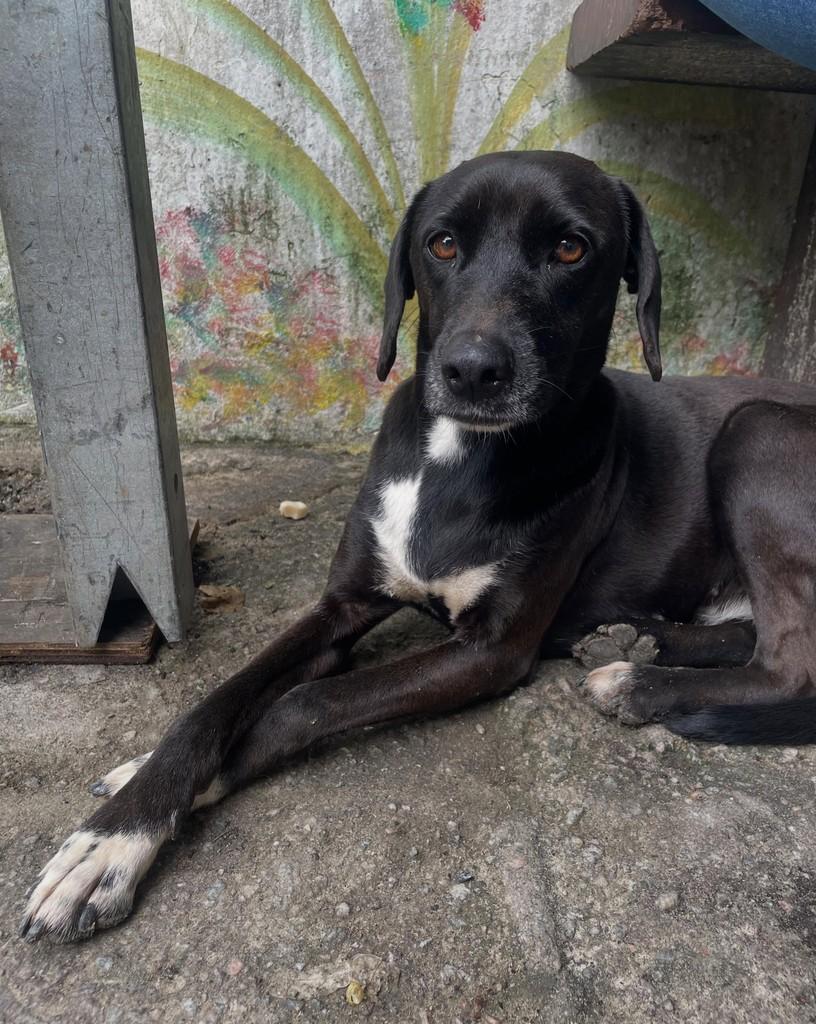 Ravena, cachorro de porte pequeno para adoção em Boracéia - SP