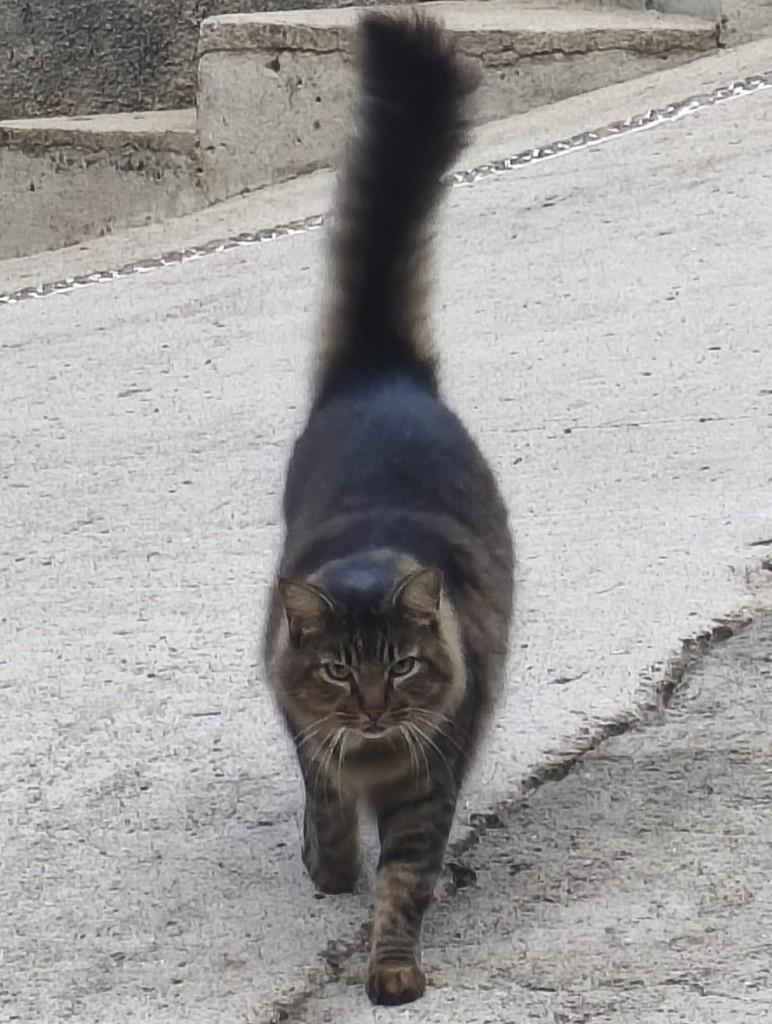 Mya, gata de porte pequeno para adoção em Boracéia - SP