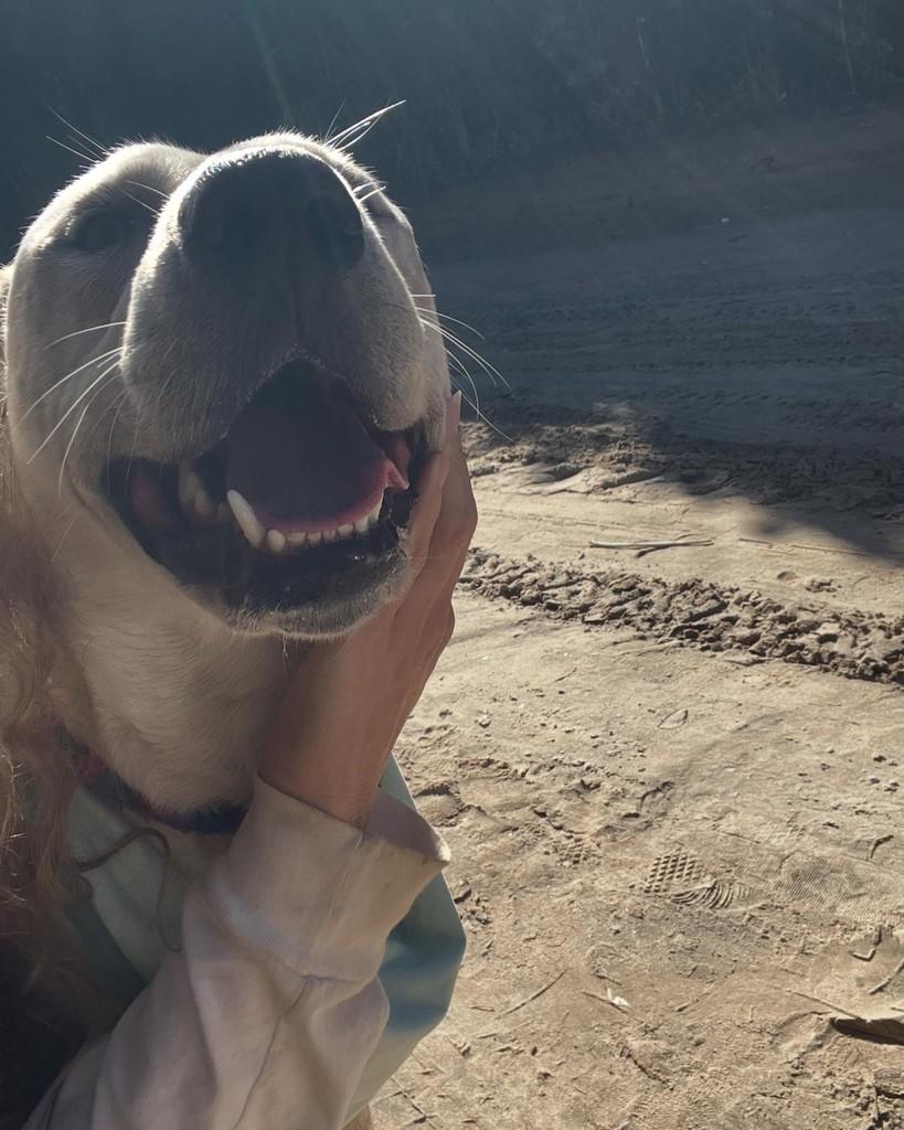 Surf, cachorro de porte médio para adoção em Boracéia - SP