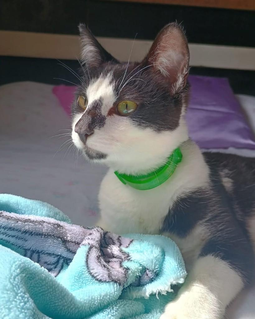 Oreo, gato de porte médio para adoção em Boracéia - SP