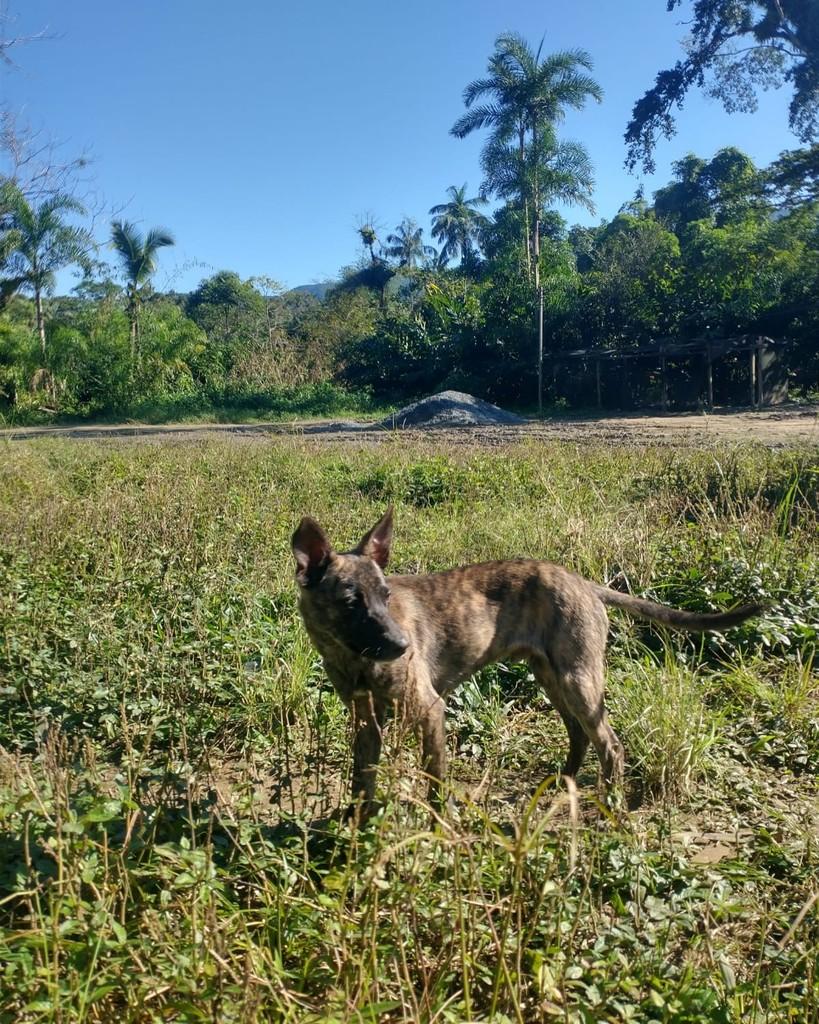 Lobinho, cachorro de porte médio para adoção em Boracéia - SP