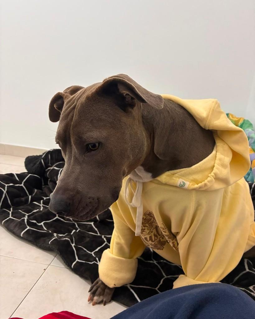 Kyra, cadela de porte médio para adoção em São Paulo - SP