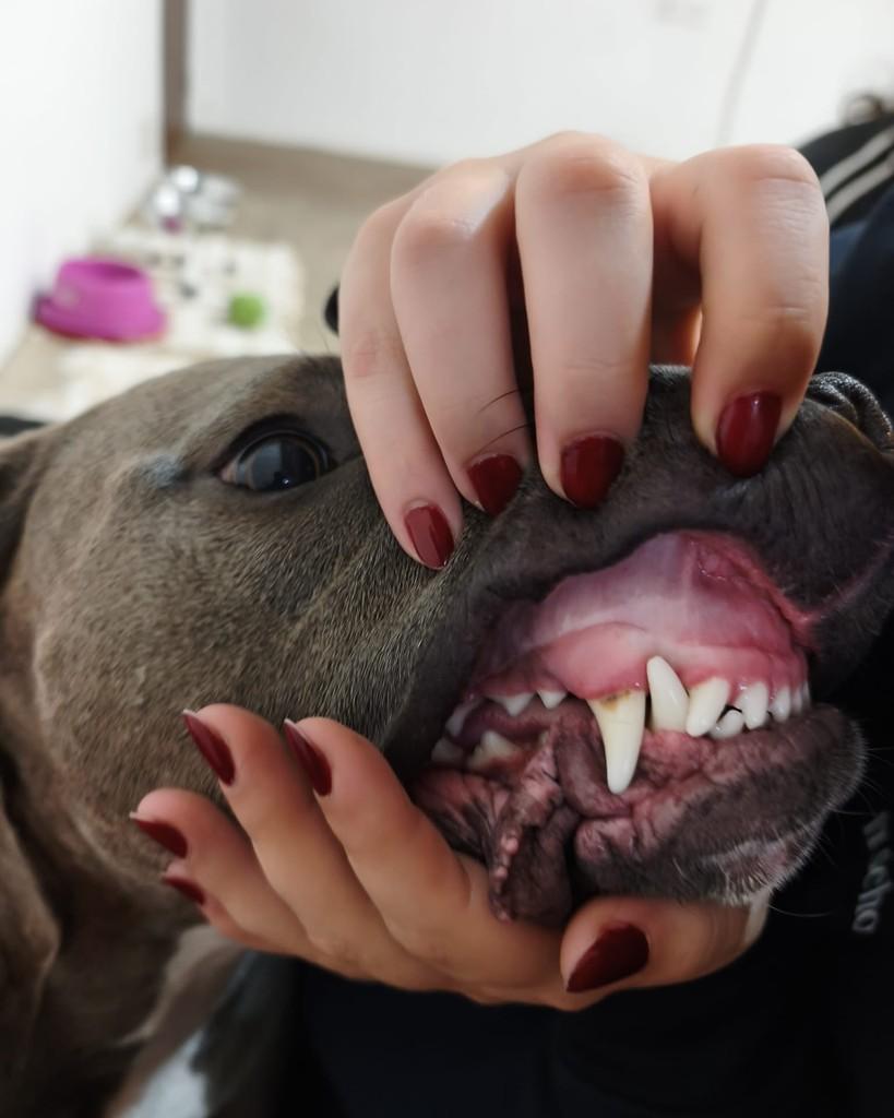 Kyra, cadela de porte médio para adoção em São Paulo - SP — foto 5 de 5