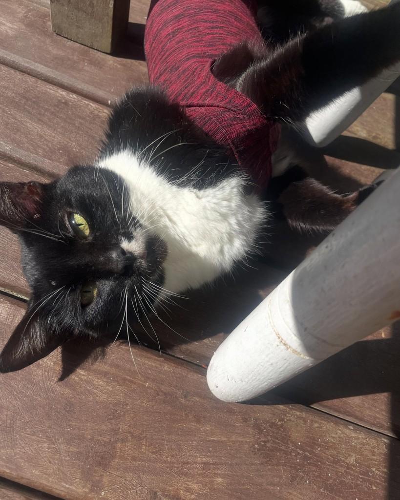 Pantherinha, gata de porte pequeno para adoção em Boracéia - SP