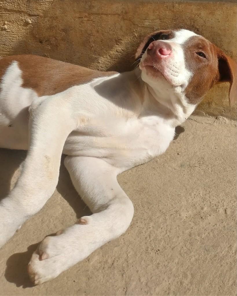 Nick, cachorro de porte grande para adoção em Boracéia - SP
