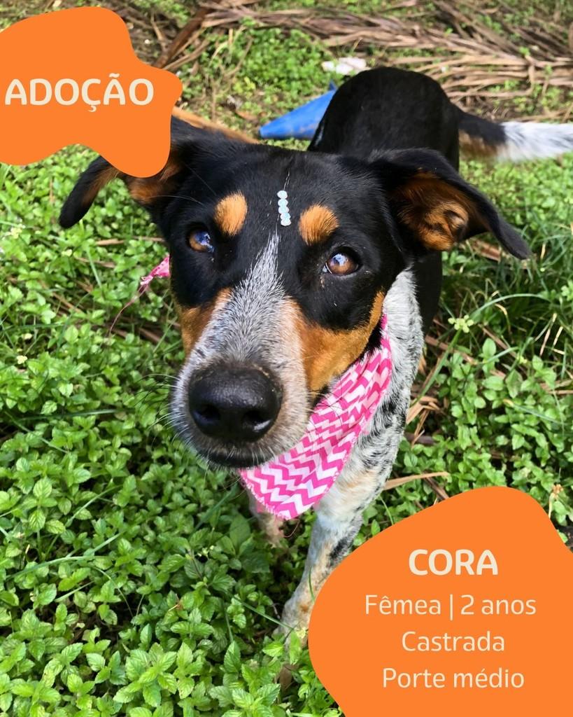 Cora, cadela de porte médio para adoção em Boracéia - SP