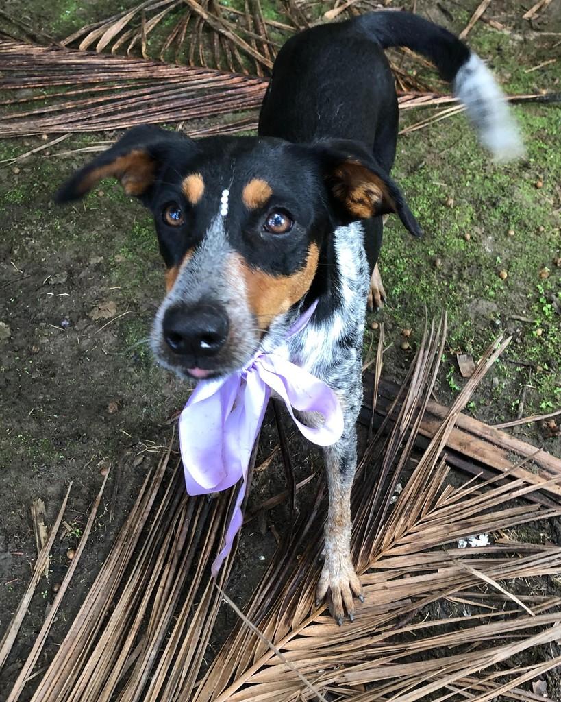 Cora, cadela de porte médio para adoção em Boracéia - SP — foto 5 de 5