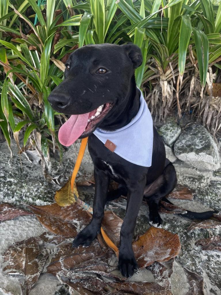 Pretinho, cachorro de porte médio para adoção em Boracéia - SP