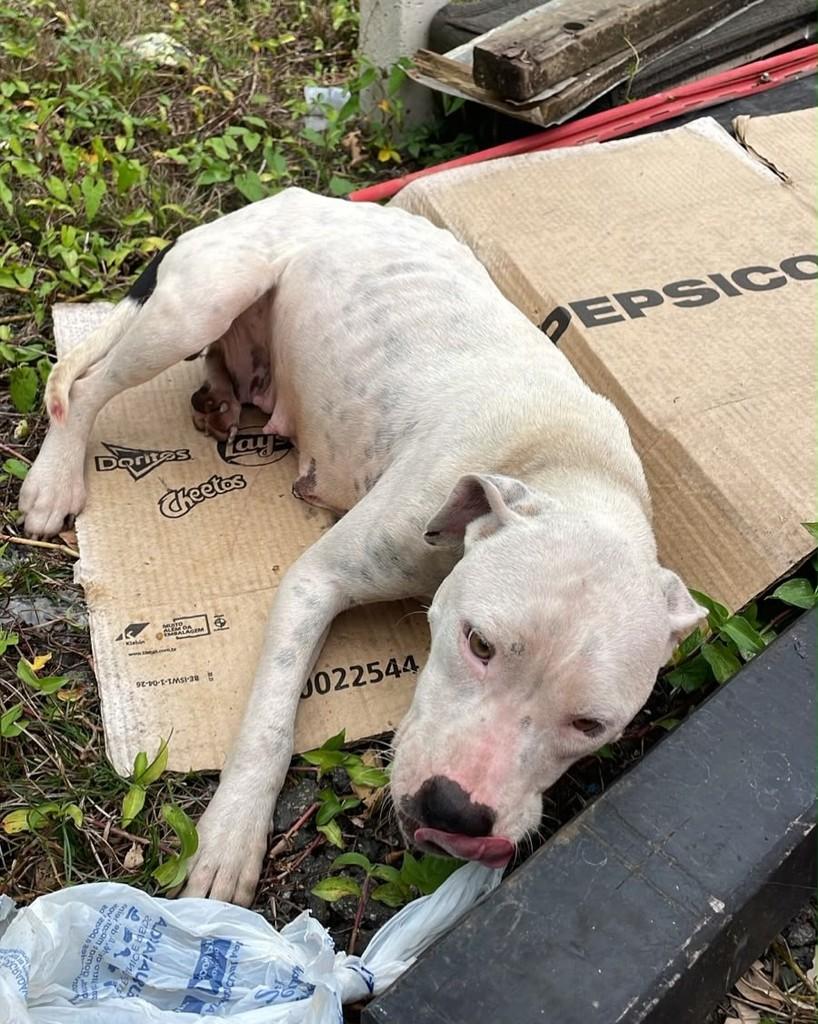 Moana, cadela de porte pequeno para adoção em Bertioga - SP