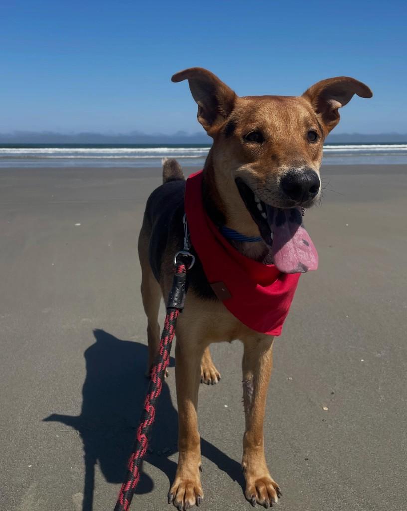 Pitty, cachorro de porte pequeno para adoção em Boracéia - SP