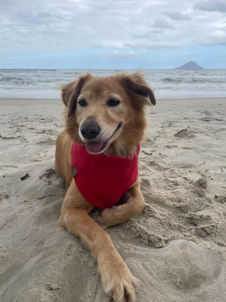 Lupi, cachorro de porte médio para adoção em Boracéia - SP
