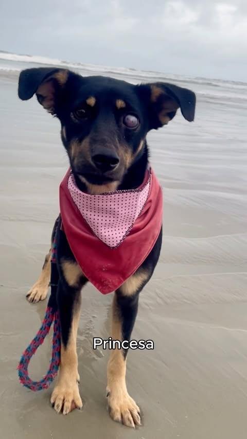 Lola, cachorro de porte médio para adoção em Boracéia - SP