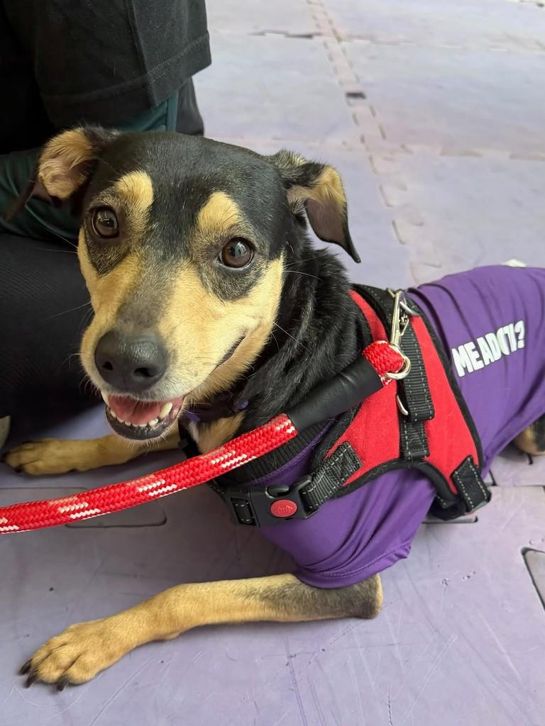 Tereza, cachorro de porte pequeno para adoção em Boracéia - SP