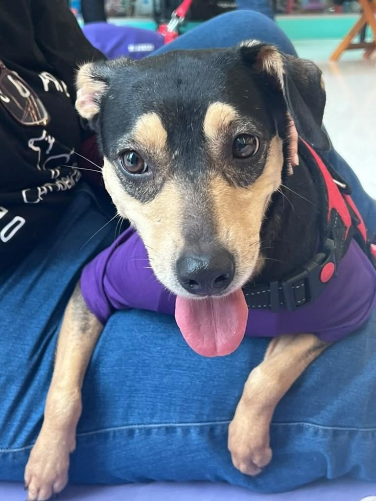 Tereza, cachorro de porte pequeno para adoção em Boracéia - SP — foto 2 de 3