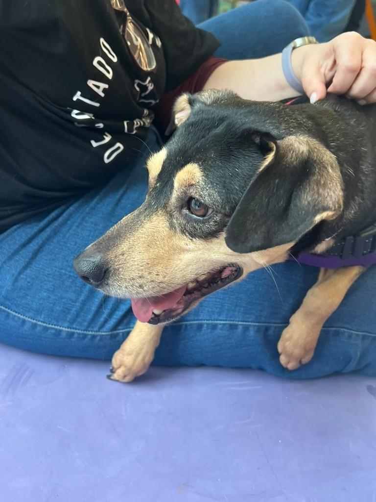 Tereza, cachorro de porte pequeno para adoção em Boracéia - SP — foto 3 de 3