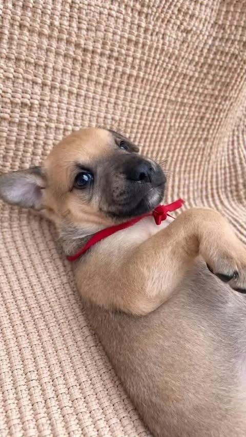 Arthur, cachorro de porte pequeno para adoção em Boracéia - SP