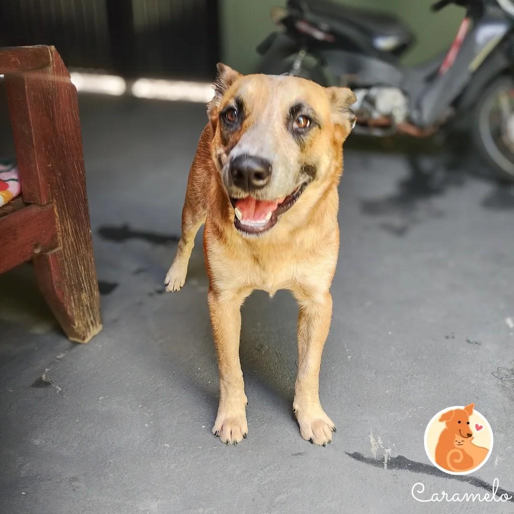 Biela, cachorro de porte médio para adoção em São José do Rio Preto - SP