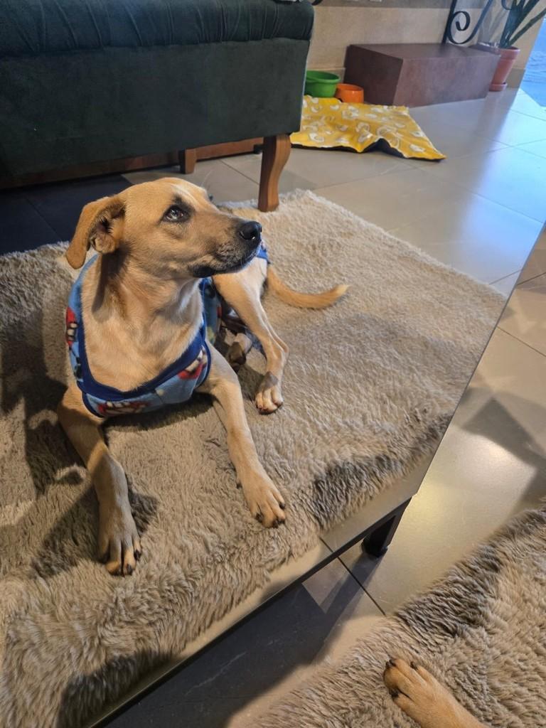 Pirulito, cachorro de porte pequeno para adoção em São José do Rio Preto - SP