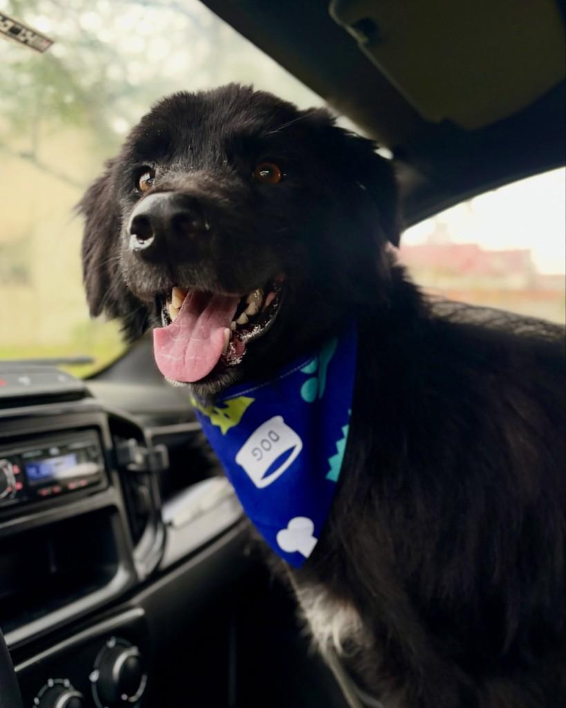 Jorge, cachorro de porte médio para adoção em Tijucas - SC