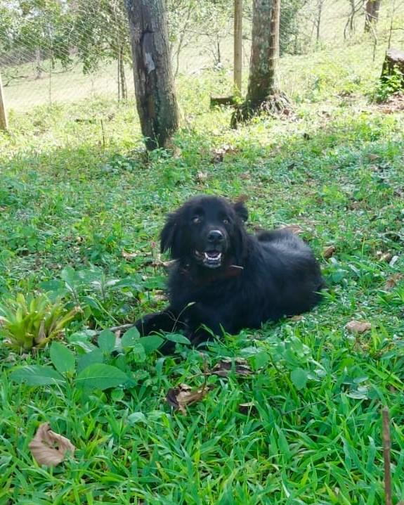 Jorge, cachorro de porte médio para adoção em Tijucas - SC — foto 2 de 4