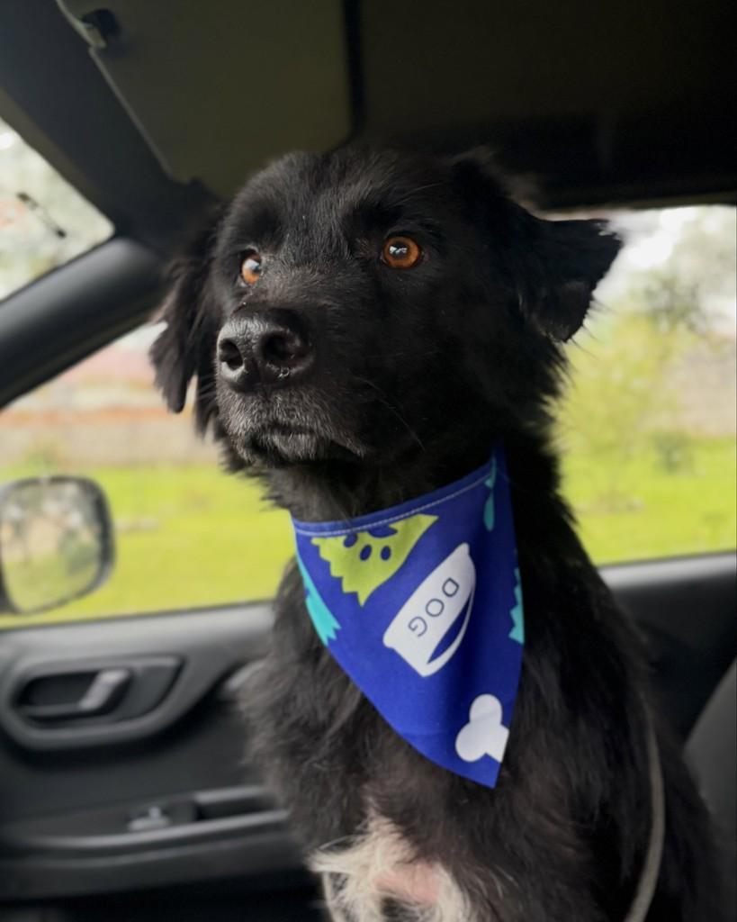 Jorge, cachorro de porte médio para adoção em Tijucas - SC — foto 3 de 4