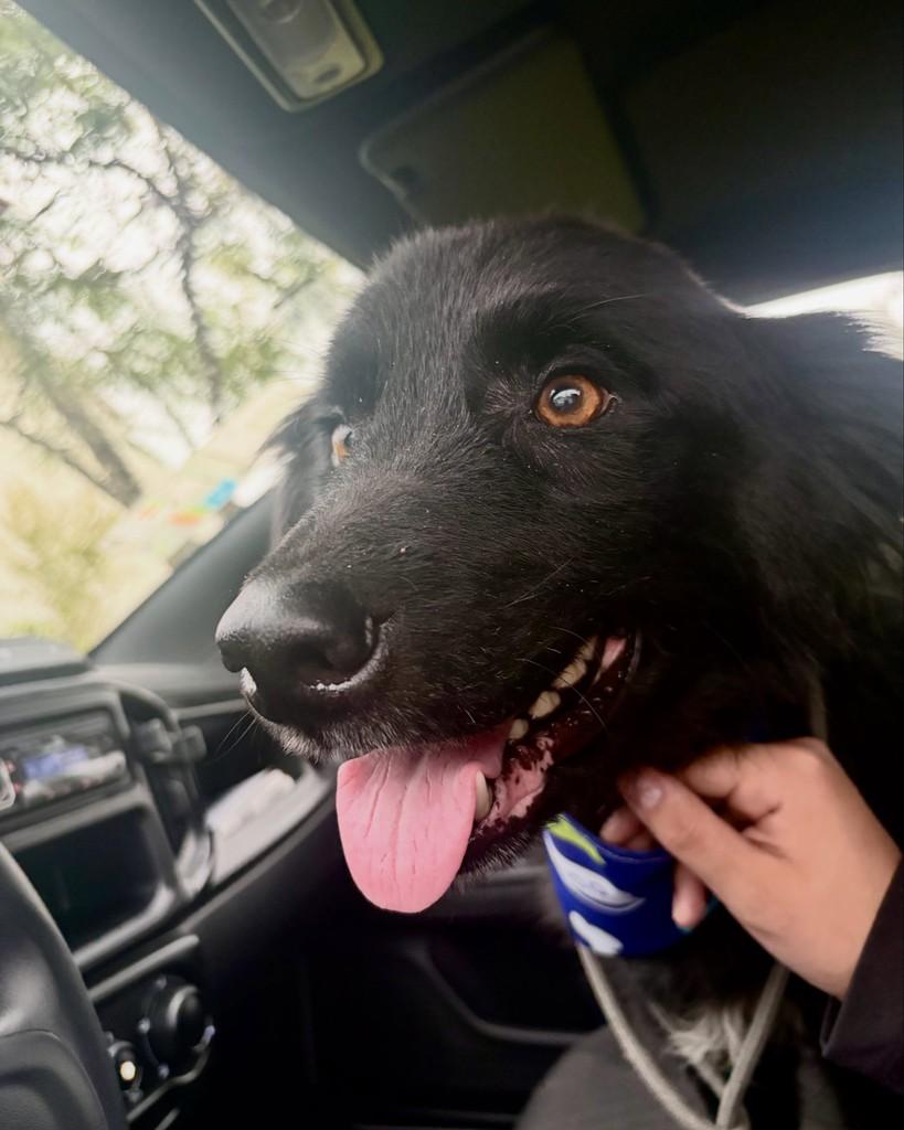 Jorge, cachorro de porte médio para adoção em Tijucas - SC — foto 4 de 4