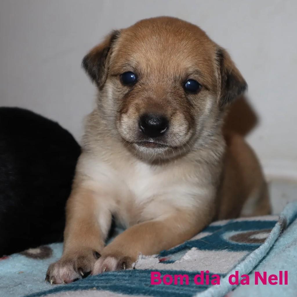 Nell, cadela de porte pequeno para adoção em São Paulo - SP