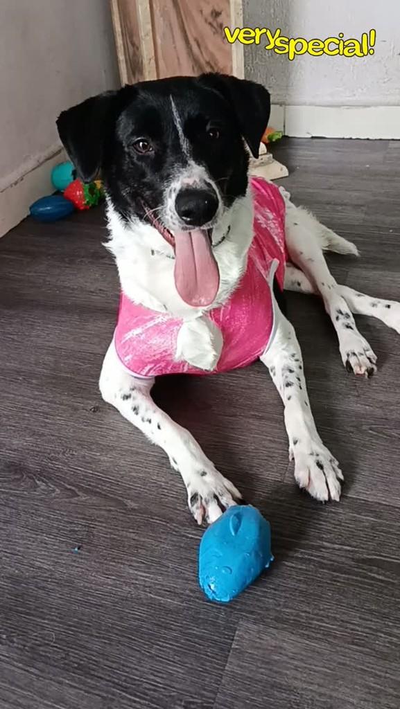 Kiara, cadela de porte médio para adoção em São Paulo - SP