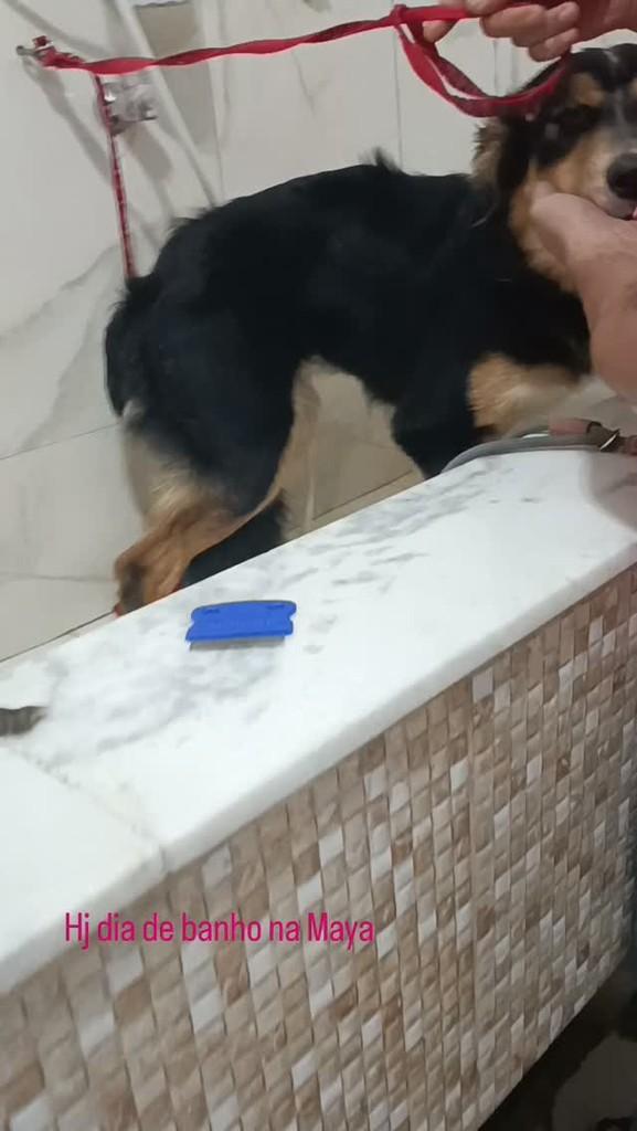 Maya, cadela de porte pequeno para adoção em São Paulo - SP