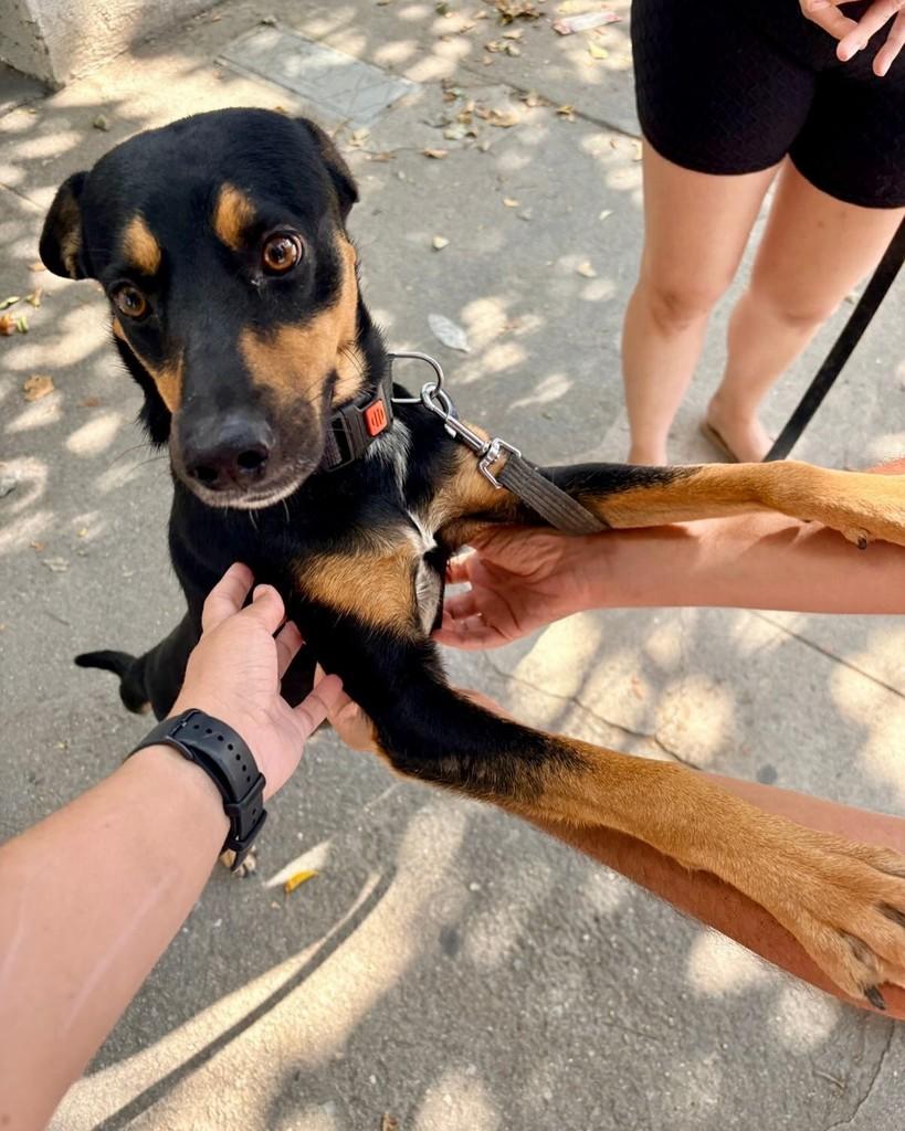 Dudu, cachorro de porte médio para adoção em Niterói - RJ