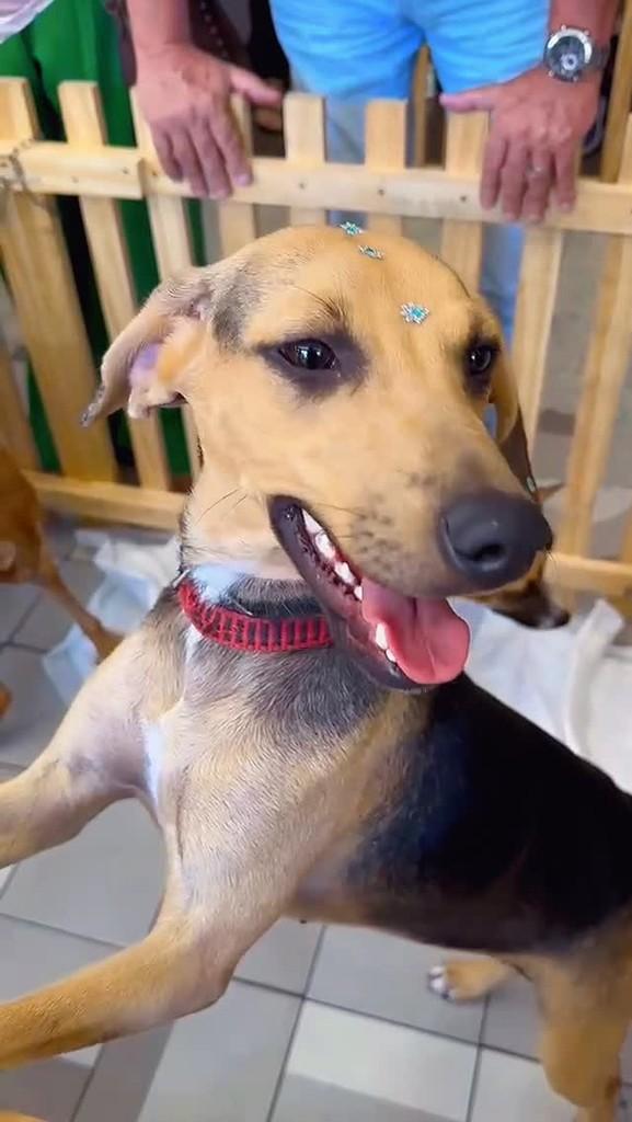 Shakira, cachorro de porte médio para adoção em Niterói - RJ