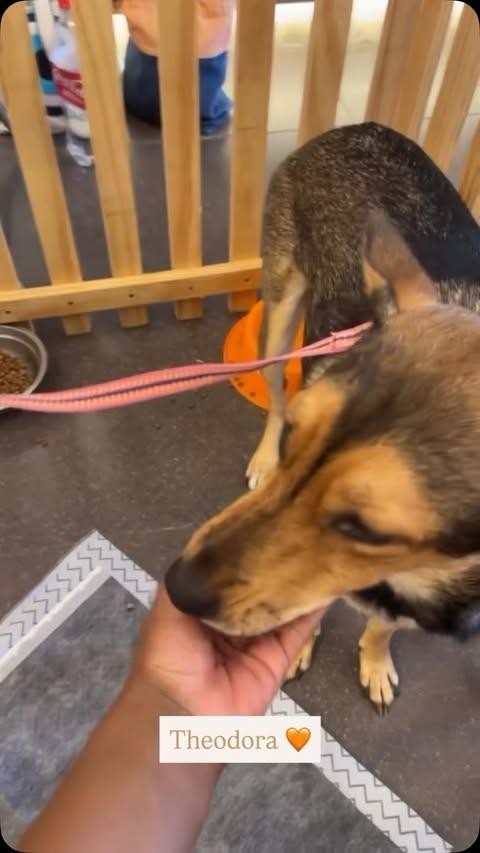 Theodora, cachorro de porte médio para adoção em Niterói - RJ