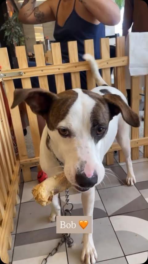 Bob, cachorro de porte médio para adoção em Niterói - RJ