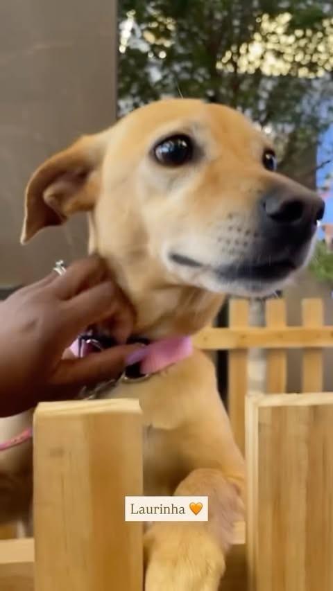 Laurinha, cachorro de porte pequeno para adoção em Niterói - RJ