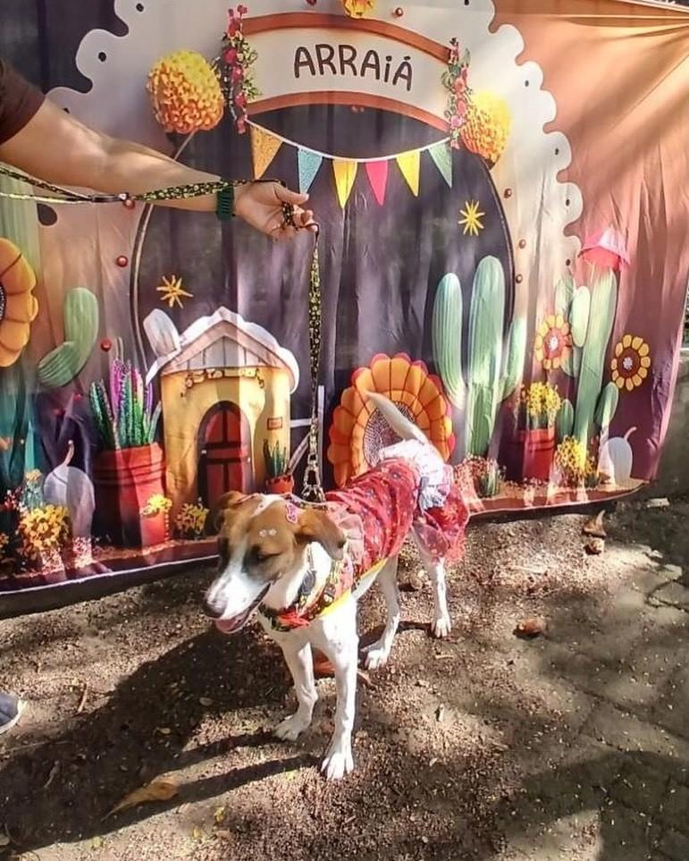 Aurora, cadela de porte pequeno para adoção em Niterói - RJ — foto 2 de 2