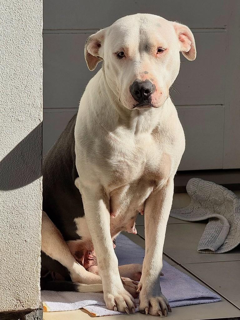 Linda, cadela de porte grande para adoção em Campo Bom - RS