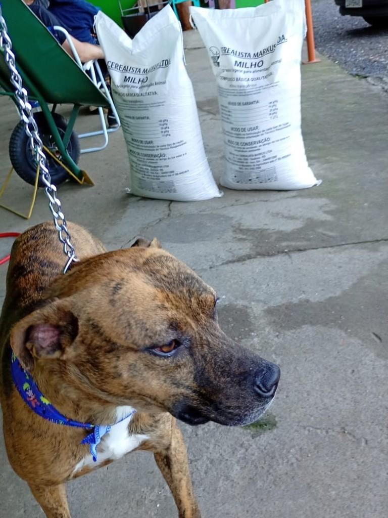 Diondio, cachorro de porte médio para adoção em Sapiranga - RS