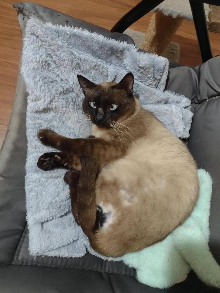 Rodolfo, gato de porte médio para adoção em Campo Bom - RS