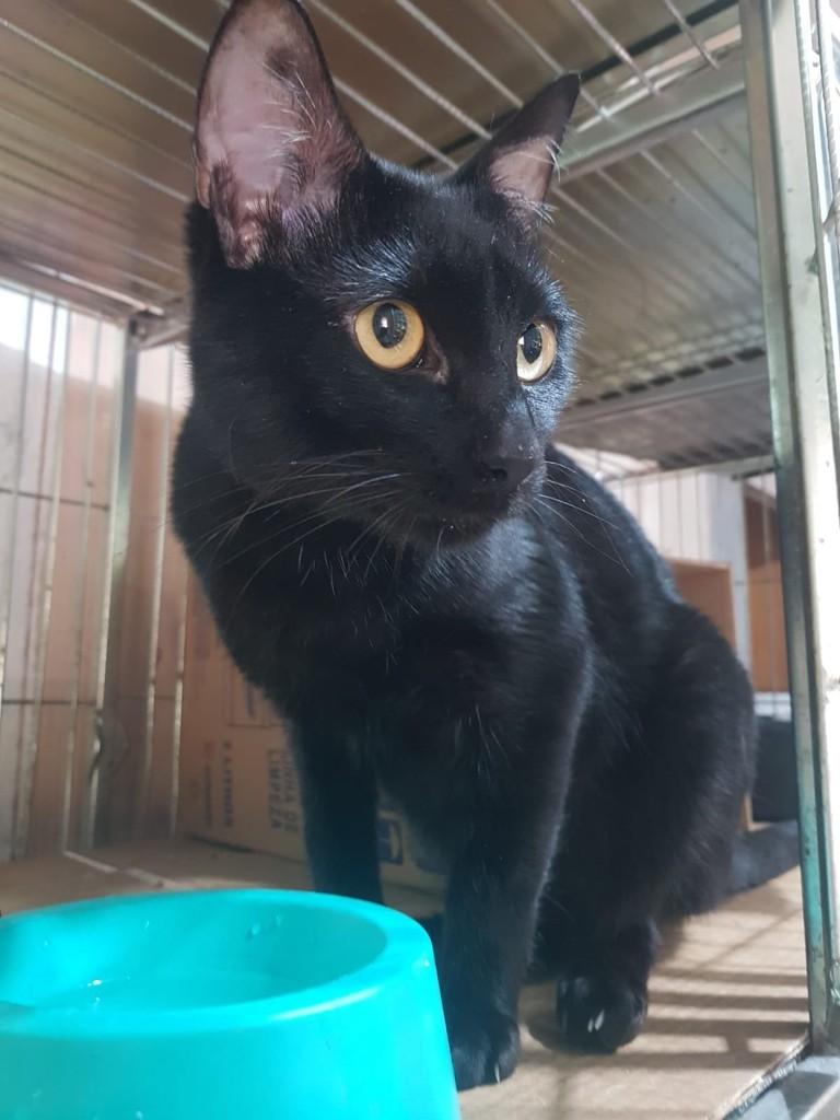 Roni, gato de porte médio para adoção em Campo Bom - RS