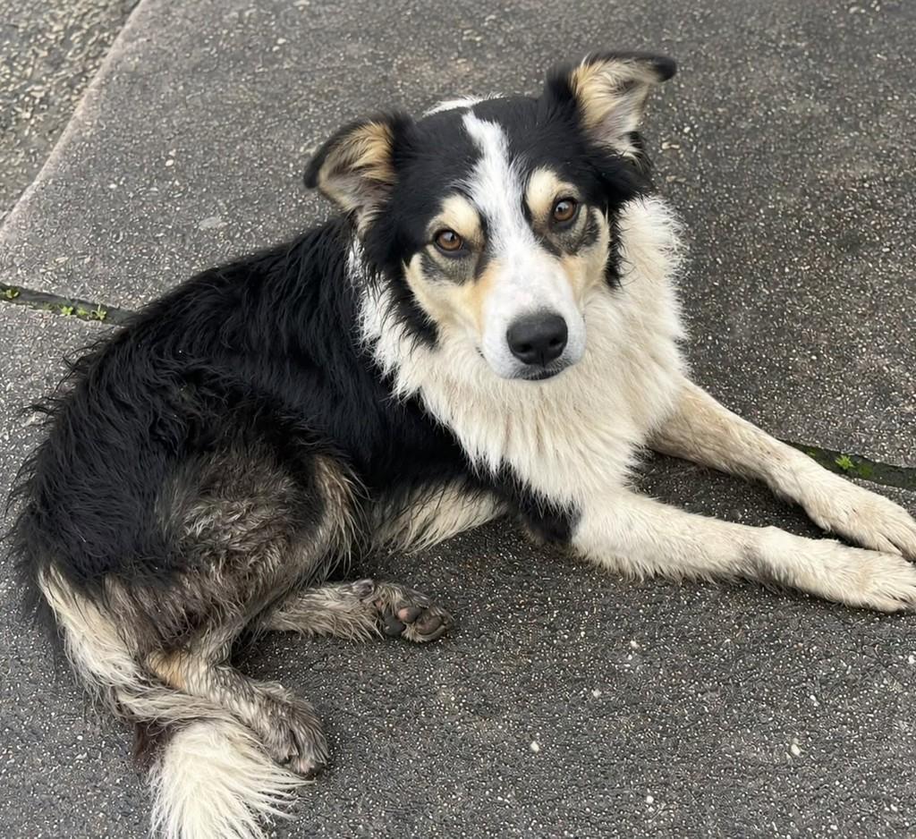 Ele, cachorro de porte médio para adoção em Candiota - RS