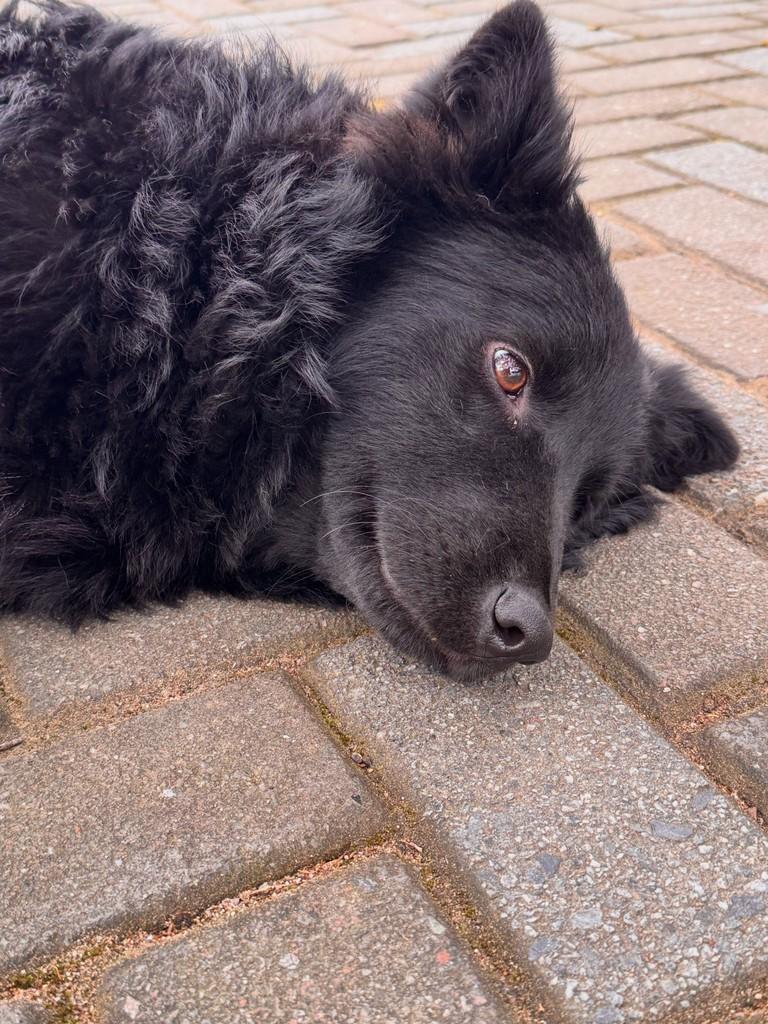 Jairinho, cachorro de porte médio para adoção em Alfredo Wagner - SC