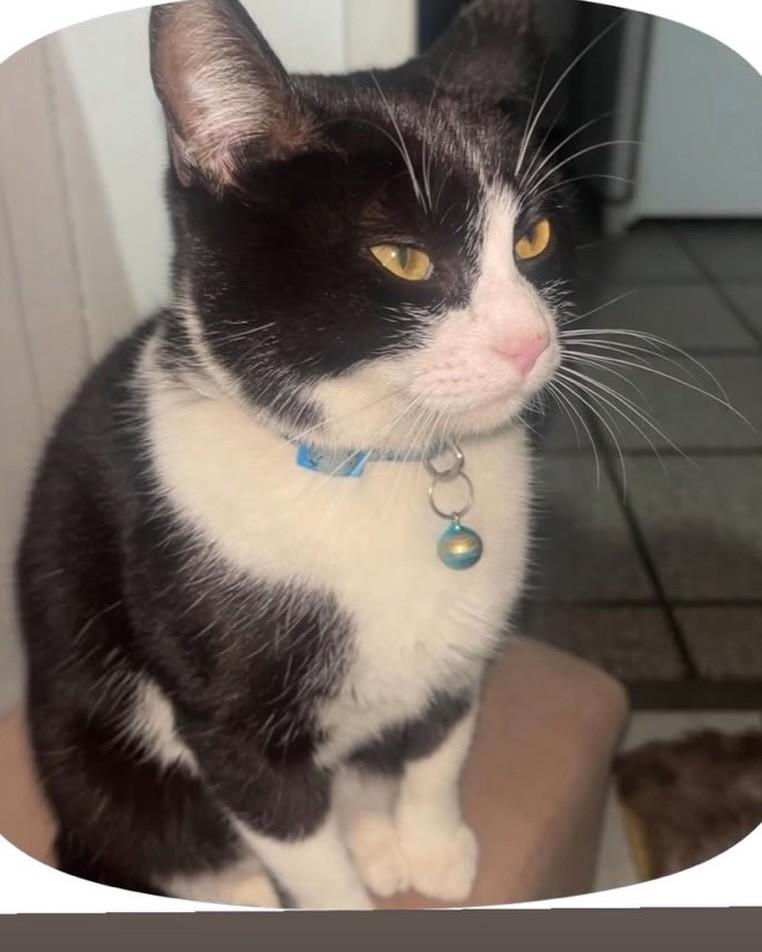 Xena, gata de porte pequeno para adoção em Alfredo Wagner - SC