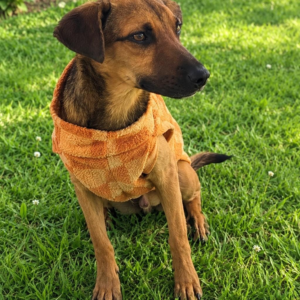 Malú, cadela de porte pequeno para adoção em Iracemápolis - SP