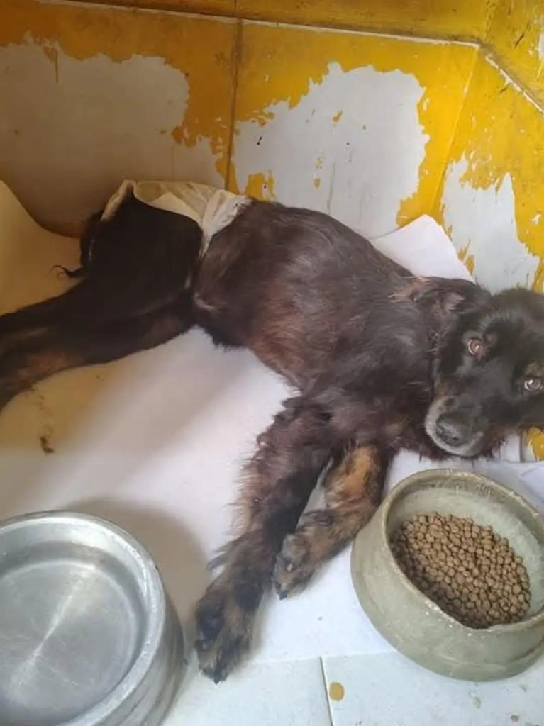 Juca, cachorro de porte médio para adoção em Mairinque - SP