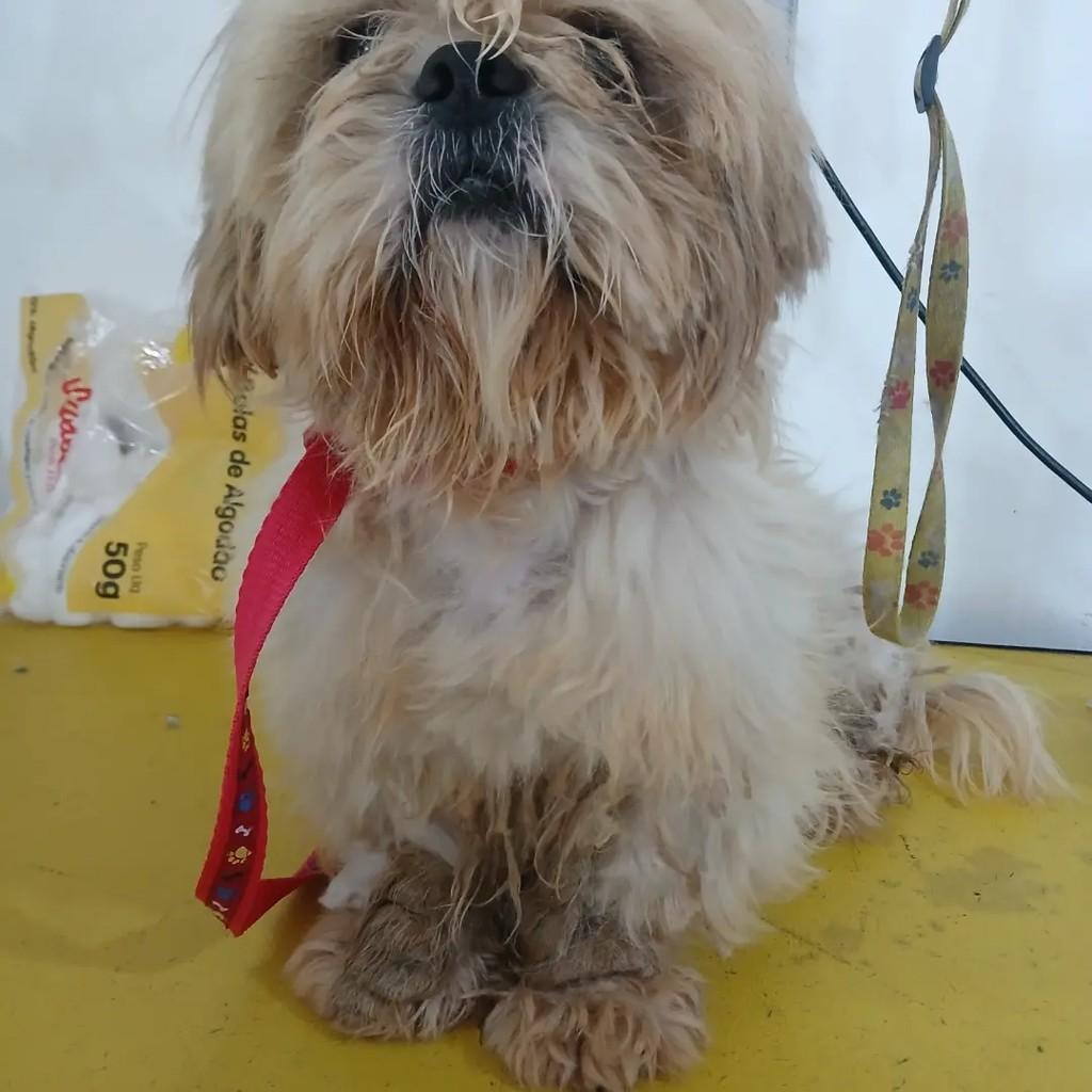 Bruce, cachorro de porte pequeno para adoção em Mairinque - SP