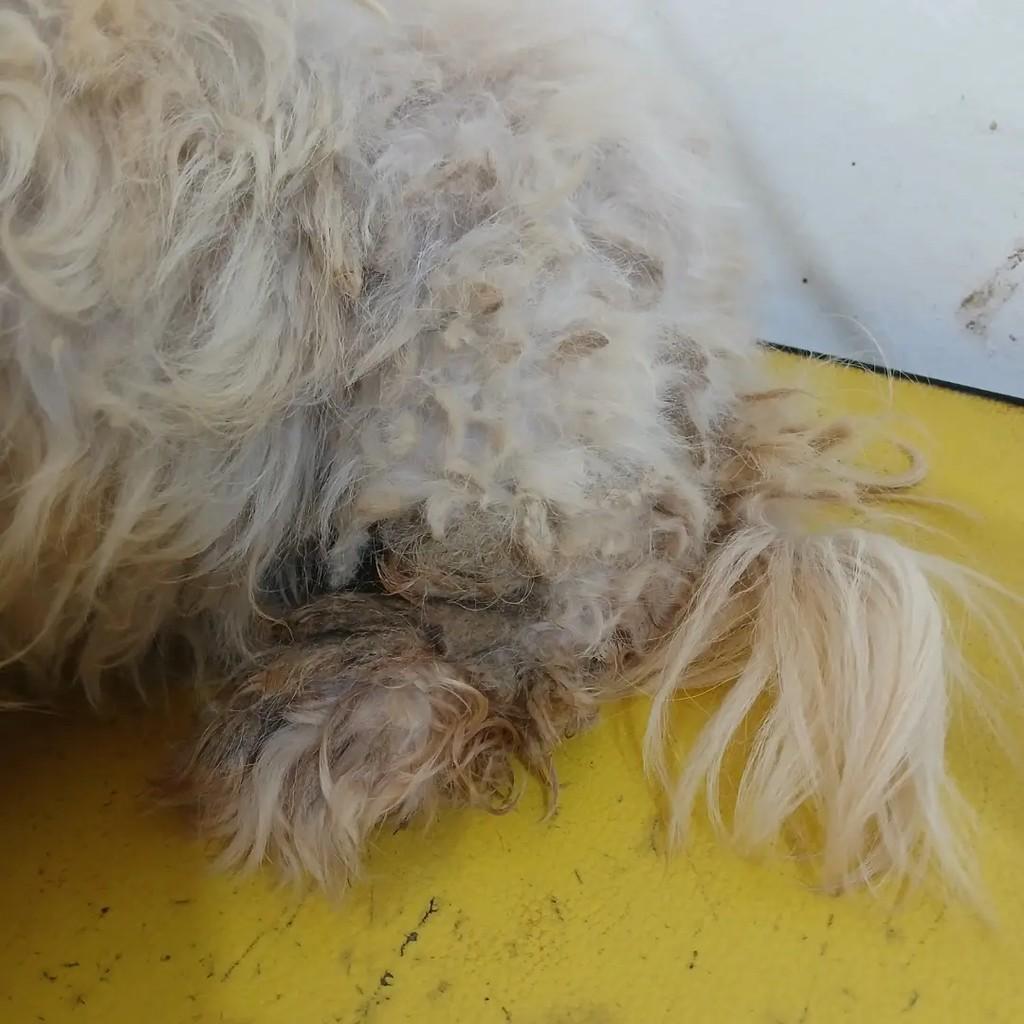 Bruce, cachorro de porte pequeno para adoção em Mairinque - SP — foto 2 de 3