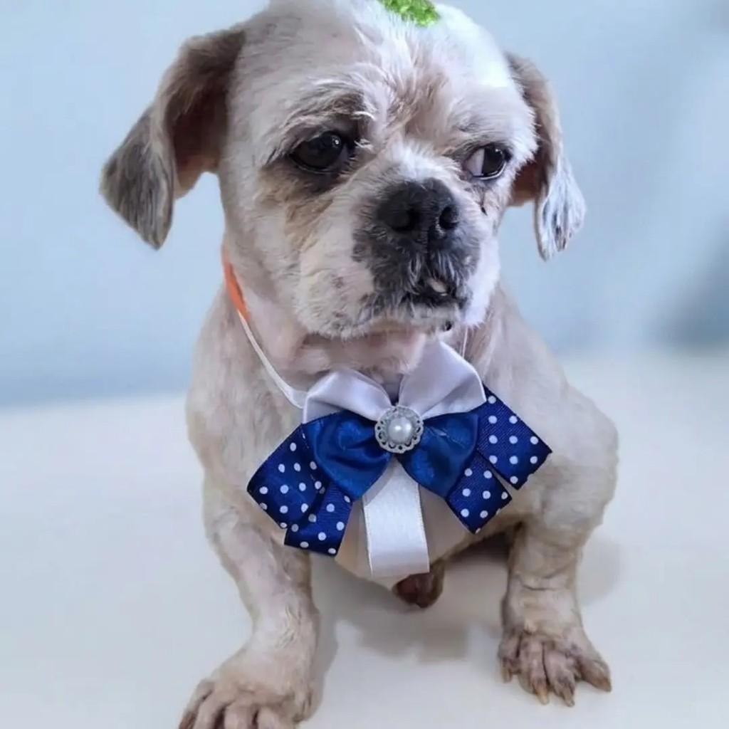 Bruce, cachorro de porte pequeno para adoção em Mairinque - SP — foto 3 de 3
