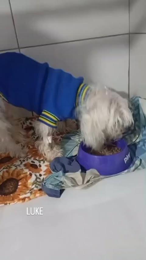 Luke, cachorro de porte pequeno para adoção em Mairinque - SP